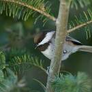 Mésange à dos marron