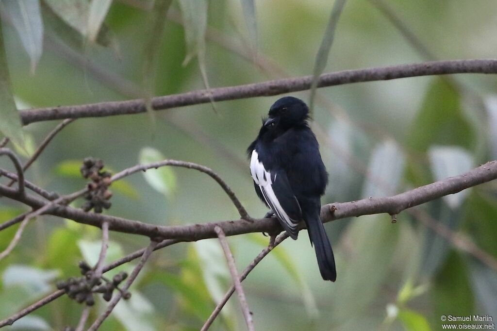 Mésange à épaulettesadulte