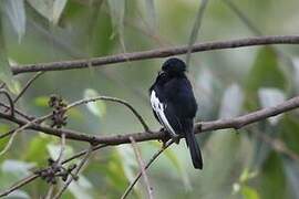 White-winged Black Tit