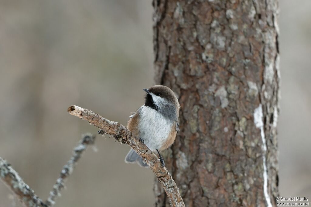 Boreal Chickadeeadult