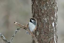 Boreal Chickadee