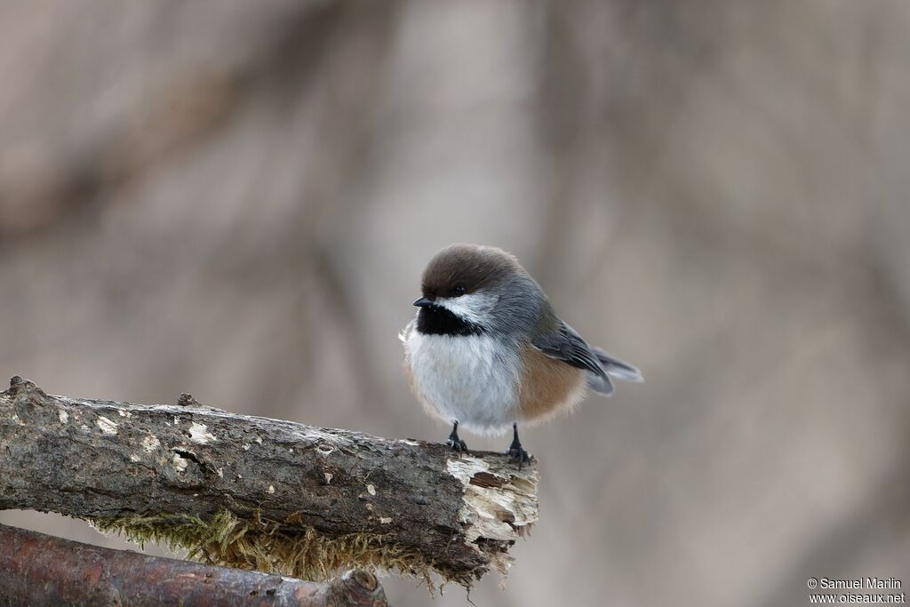 Mésange à tête bruneadulte