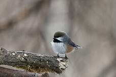 Mésange à tête brune