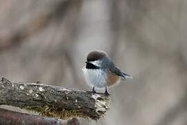 Boreal Chickadee