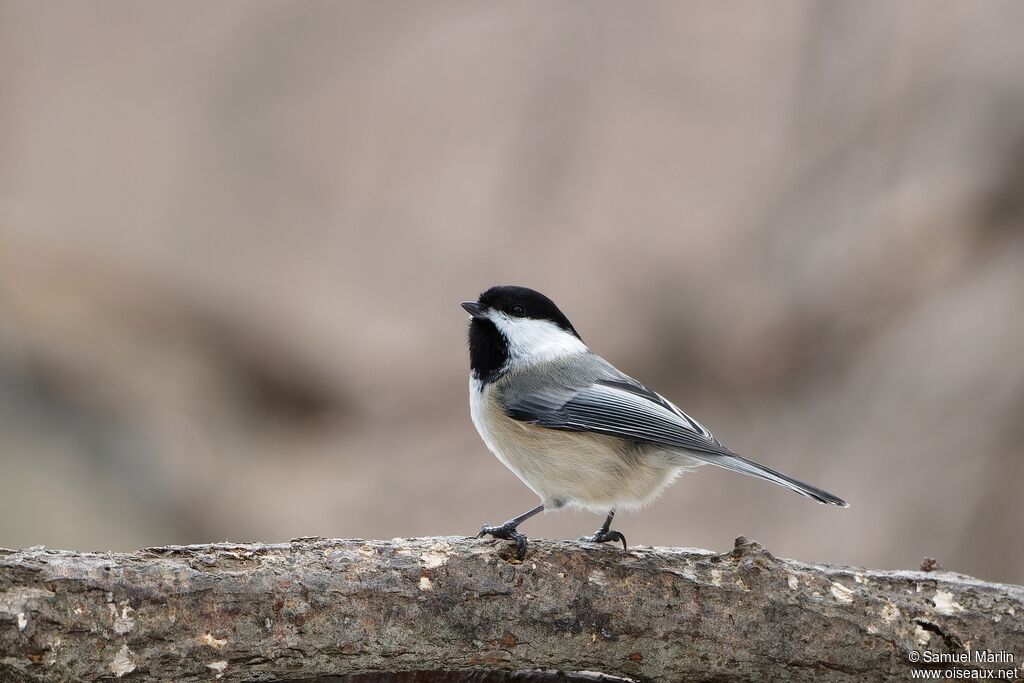 Mésange à tête noire