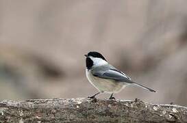 Black-capped Chickadee