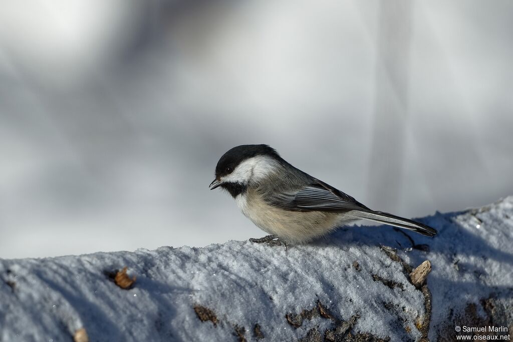 Black-capped Chickadeeadult