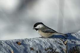 Mésange à tête noire