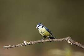 Eurasian Blue Tit