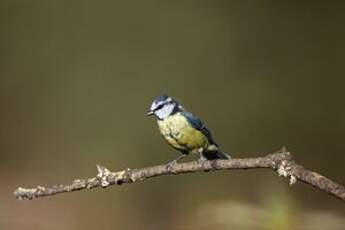 Mésange bleue