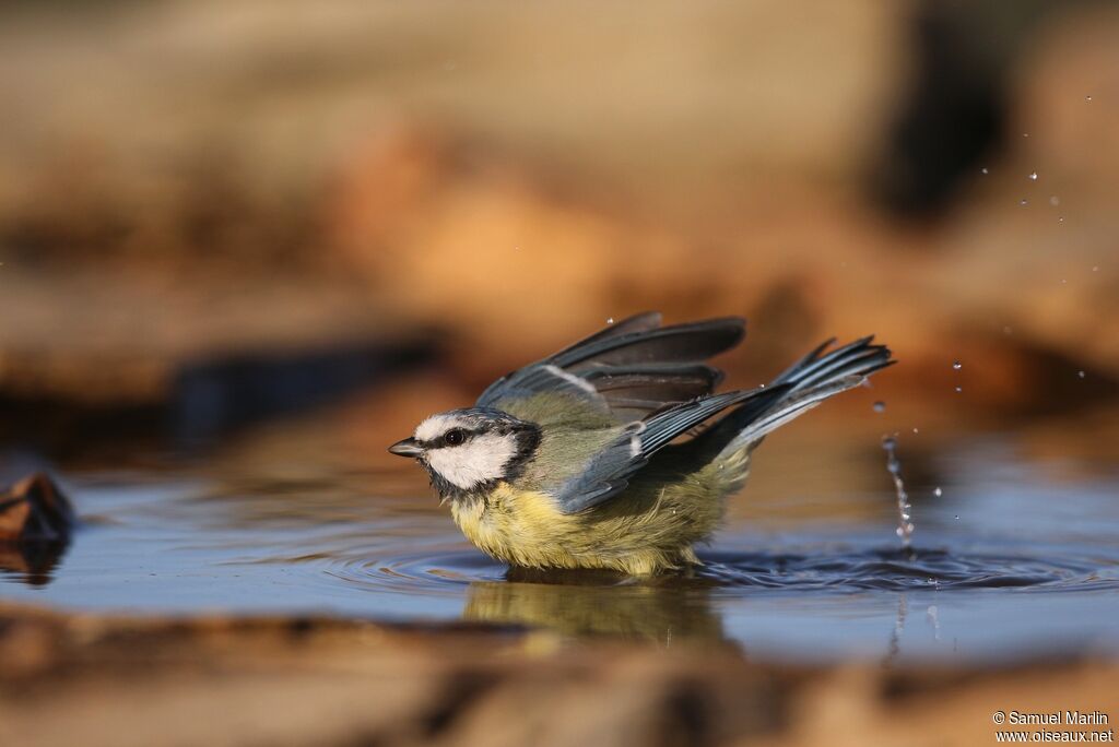 Mésange bleueadulte