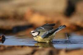 Eurasian Blue Tit