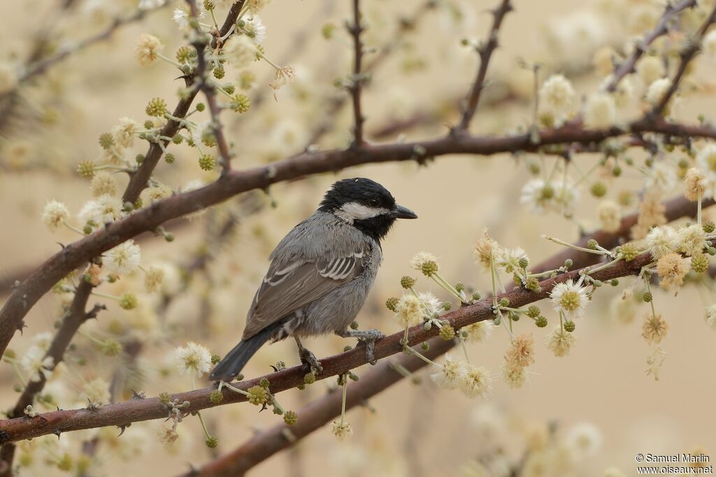 Mésange cendrée