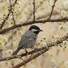 Mésange cendrée