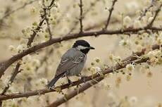 Mésange cendrée