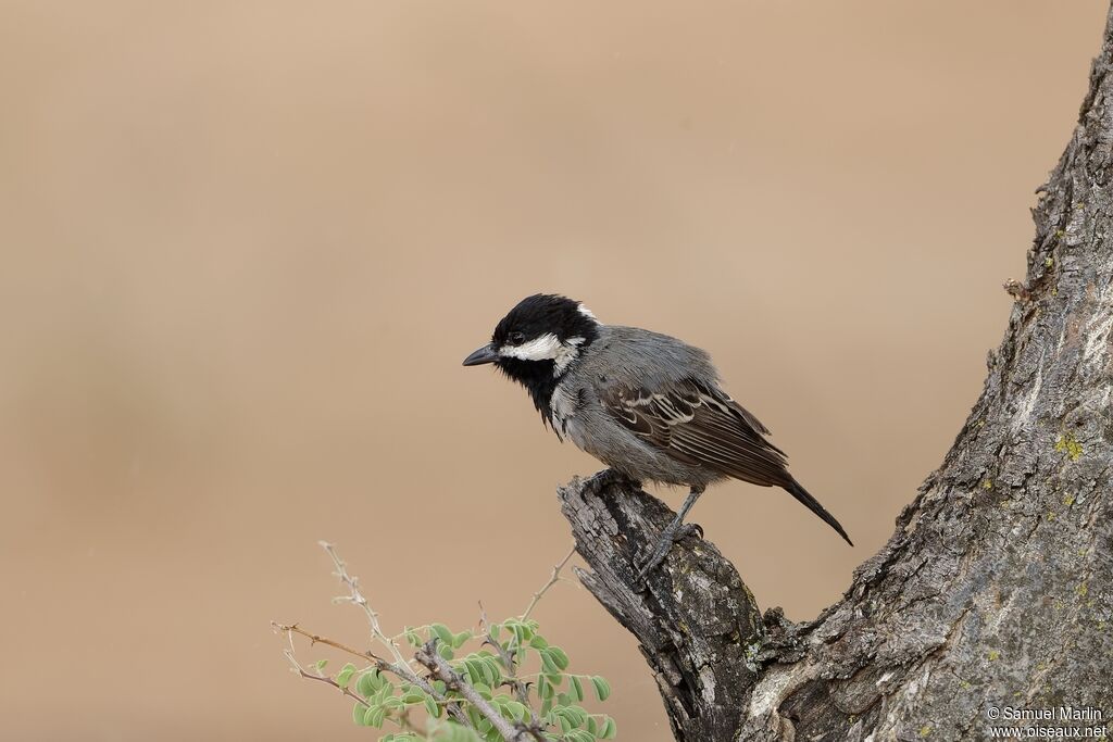 Mésange cendréeadulte