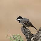 Mésange cendrée