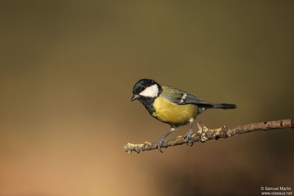 Mésange charbonnièreadulte