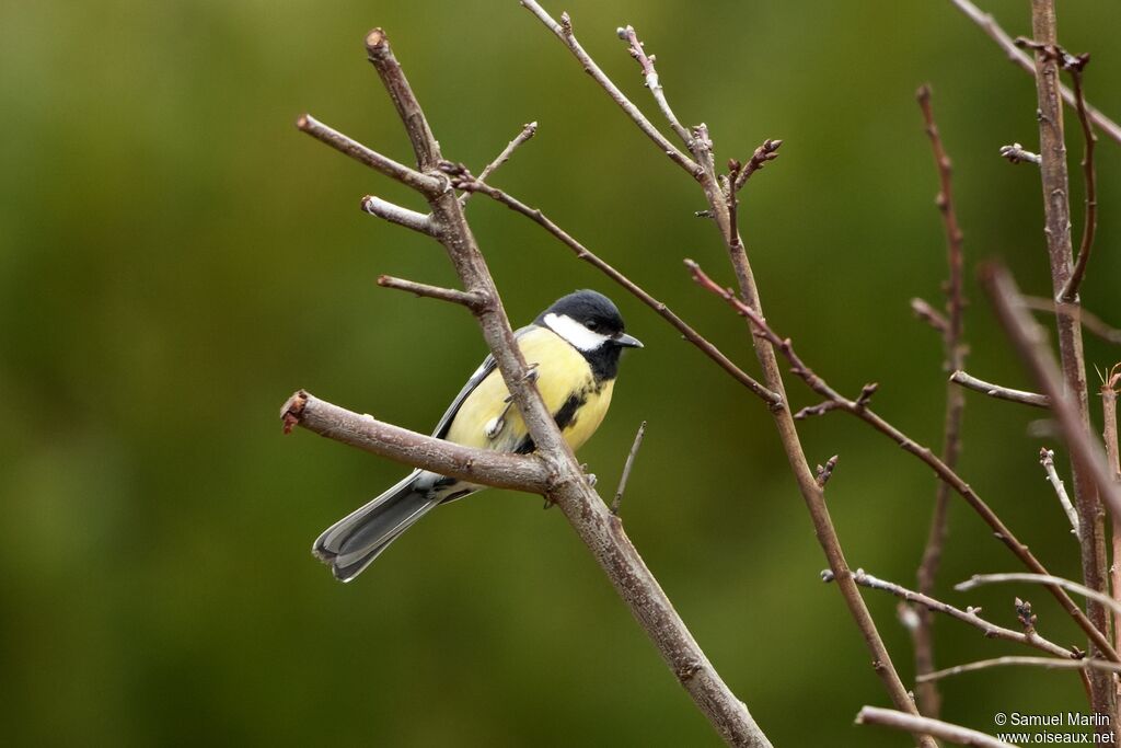 Mésange charbonnière mâle