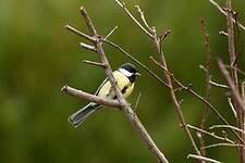 Mésange charbonnière