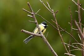 Great Tit