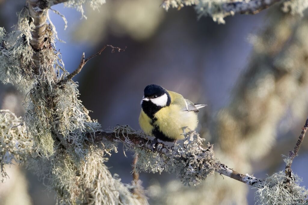 Mésange charbonnière