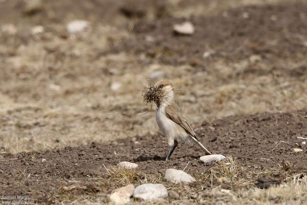 Mésange de Humeadulte, Nidification