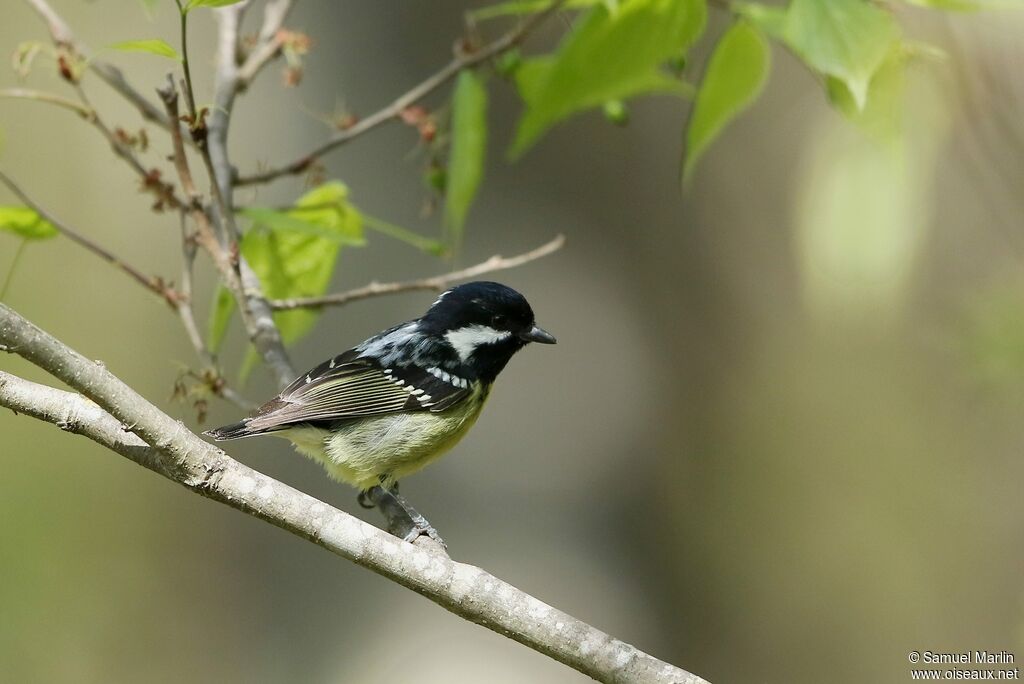 Mésange gracieuse mâle adulte