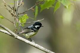 Yellow-bellied Tit