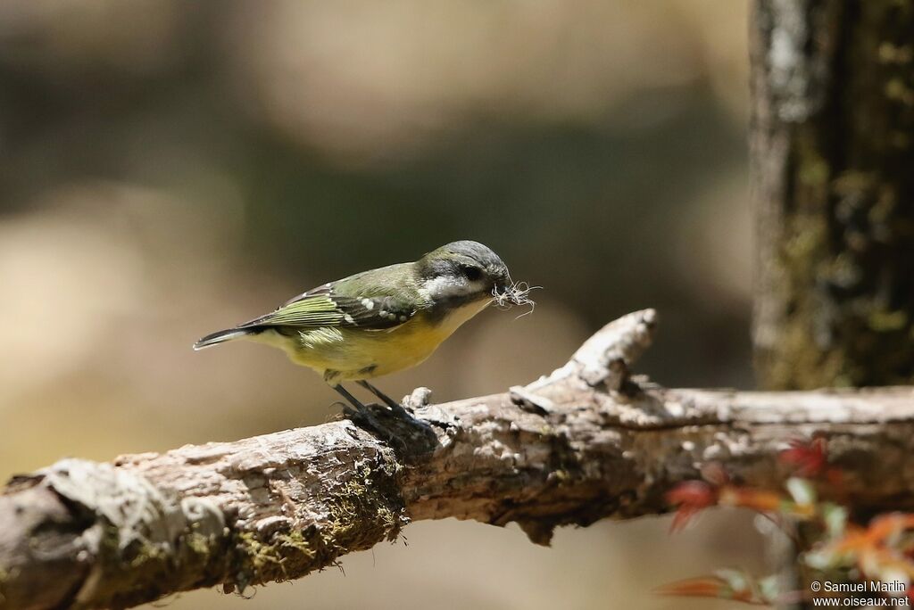 Yellow-bellied Tit female adult