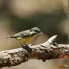 Mésange gracieuse