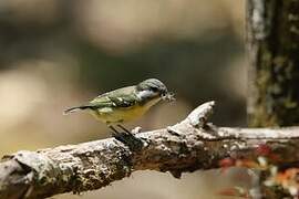 Yellow-bellied Tit