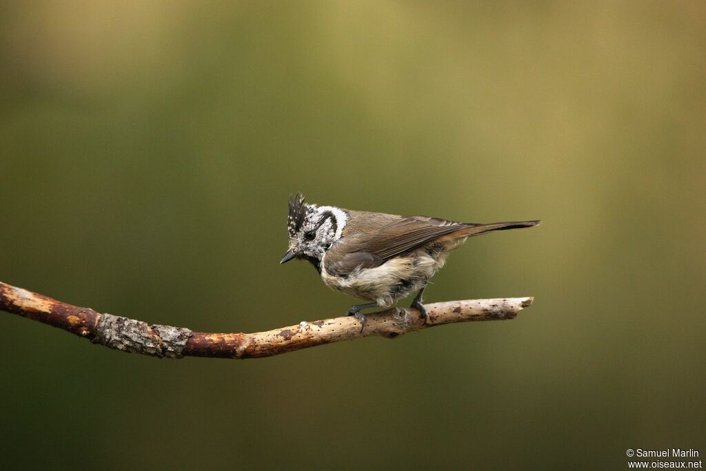 Mésange huppéeadulte