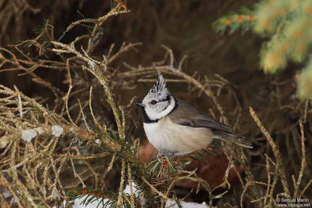Mésange huppée