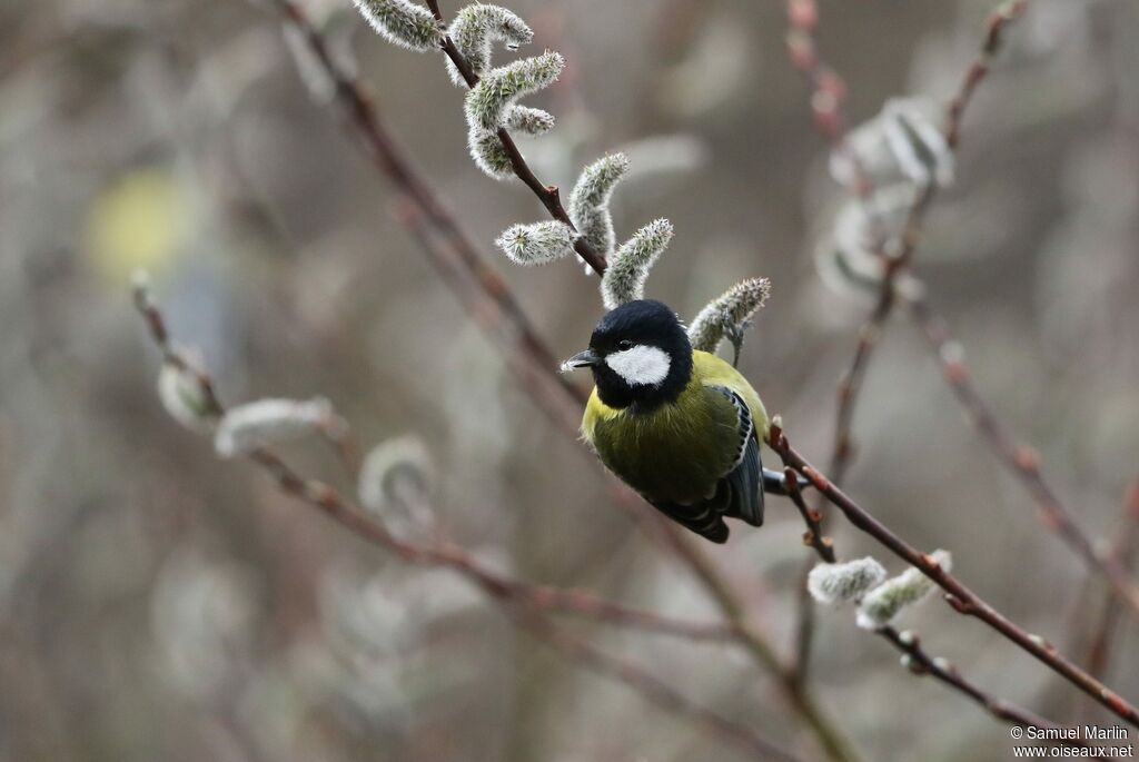 Green-backed Titadult, eats