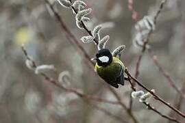 Green-backed Tit