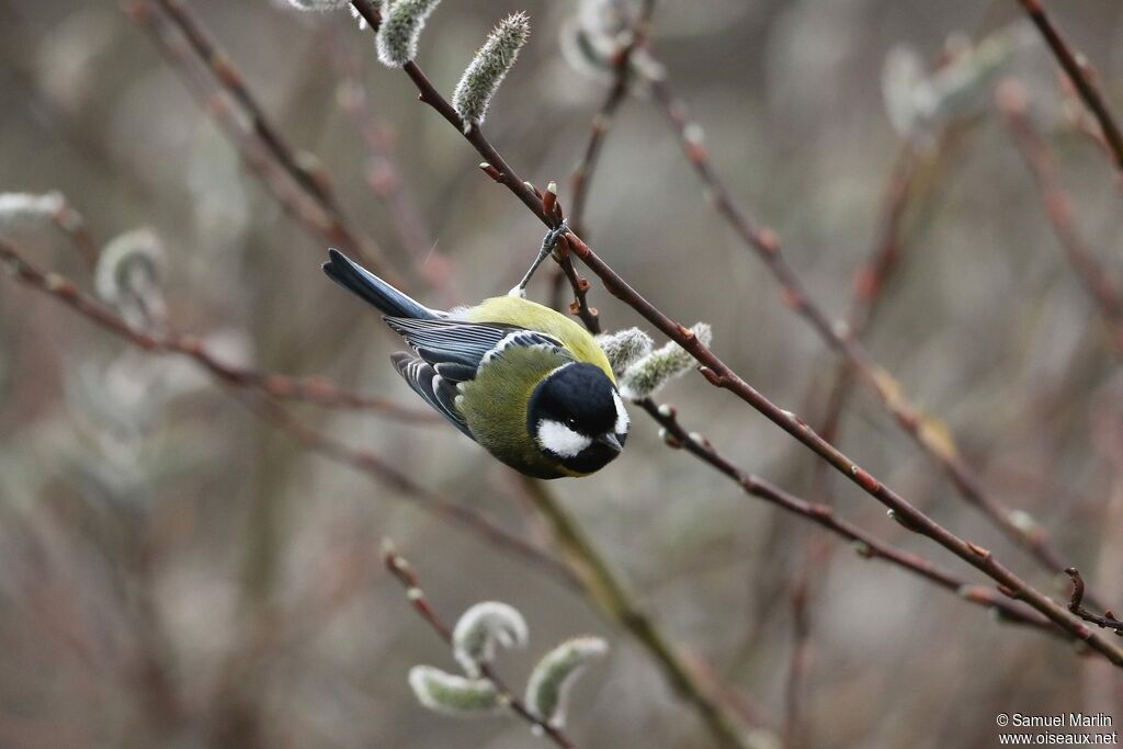 Green-backed Titadult