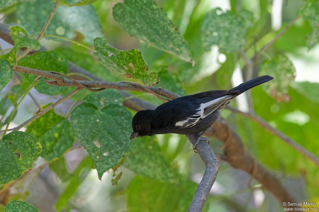 Southern Black Tit