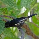 Mésange nègre