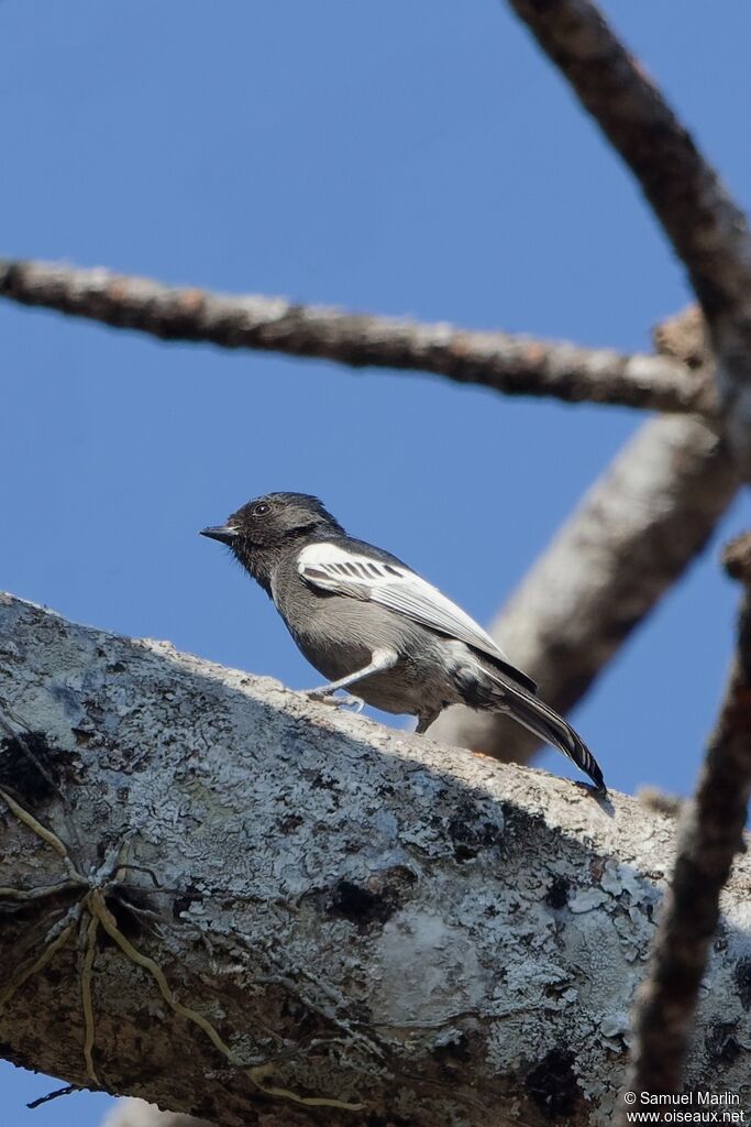 Southern Black Titadult