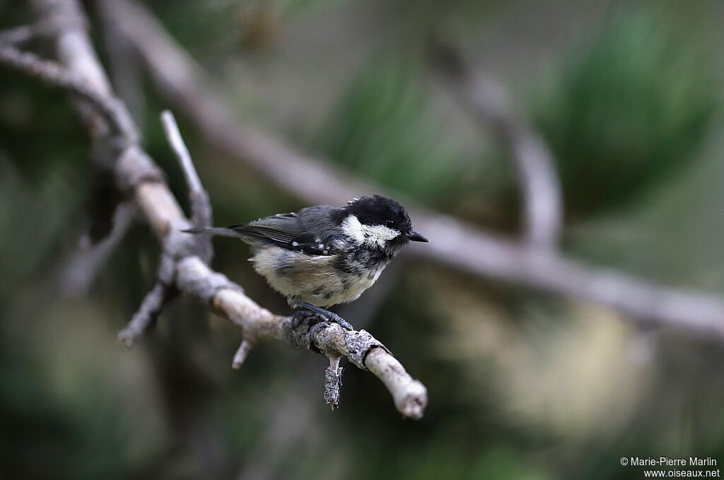 Mésange noireadulte