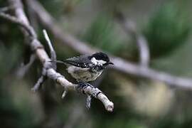 Coal Tit