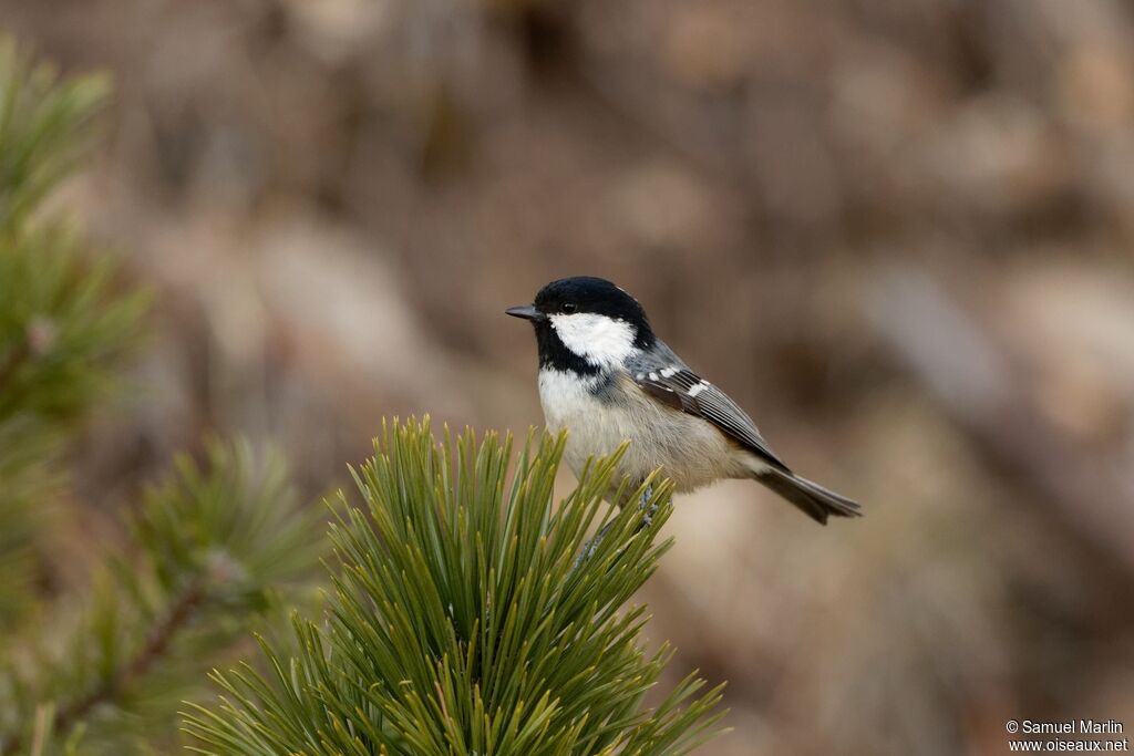 Mésange noireadulte