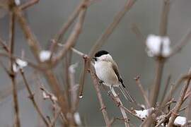 Marsh Tit