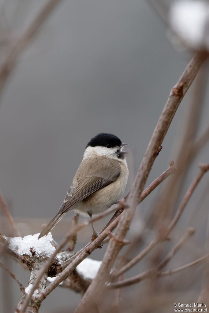 Marsh Tit