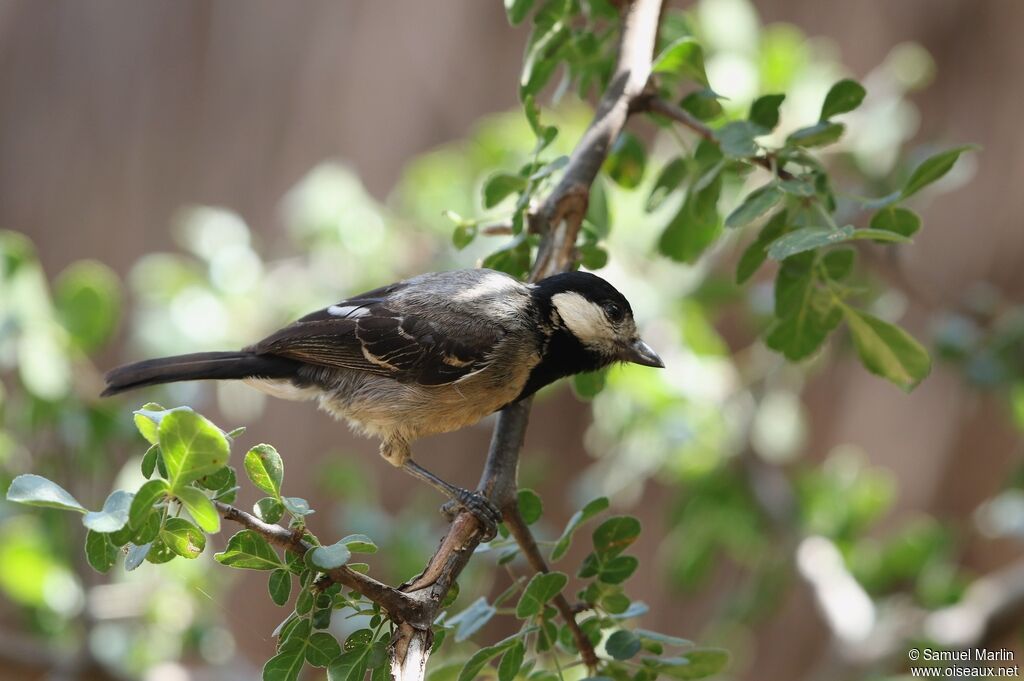 Mésange somalienneadulte