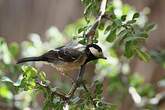 Mésange somalienne