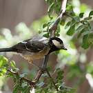 Mésange somalienne