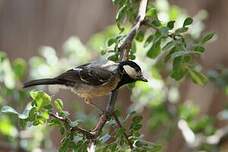 Mésange somalienne