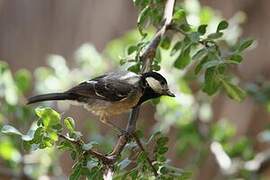 Acacia Tit